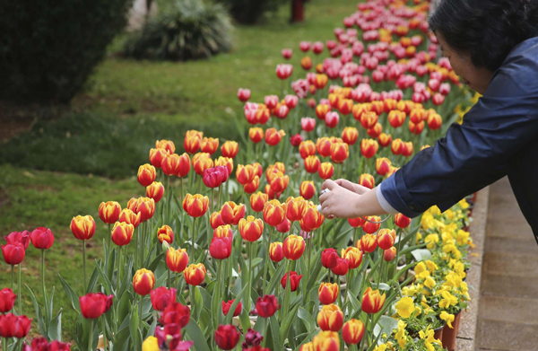 昆明:春暖花開鷗鳥飛