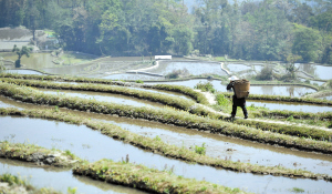 成為世界文化遺產(chǎn)后 元陽(yáng)哈尼梯田走向何方