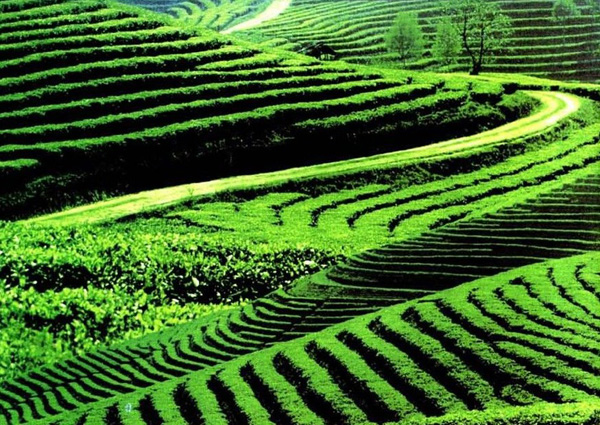 5萬(wàn)元買了一餅假茶?——茶葉市場(chǎng)亂象透視