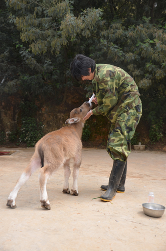 大蟒蛇恩將仇報欲襲飼養(yǎng)員 小牛犢挺身而出保護(hù)“干爸爸”