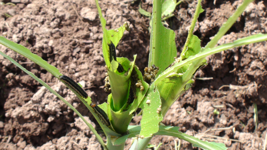 云南彝良縣角奎鎮(zhèn)發(fā)生玉米粘蟲(chóng)、水稻稻飛虱病蟲(chóng)災(zāi)害