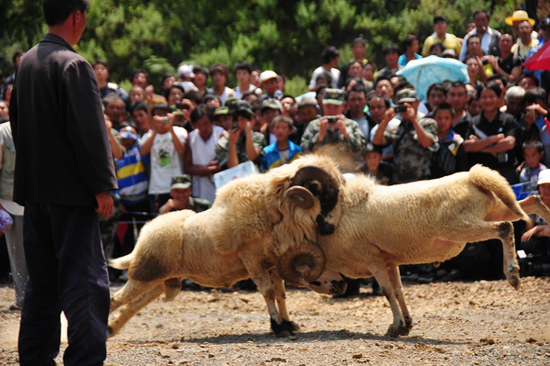 云南彝良火把節(jié)：綿羊也瘋狂