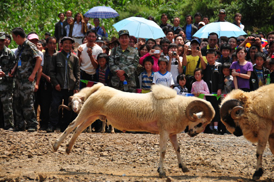 云南彝良火把節(jié)：綿羊也瘋狂