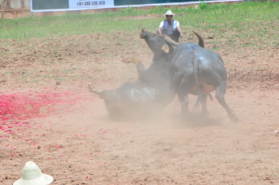 云南石林火把節(jié)上演“牛王爭(zhēng)霸賽”