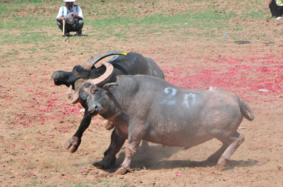 云南石林火把節(jié)上演“牛王爭(zhēng)霸賽”