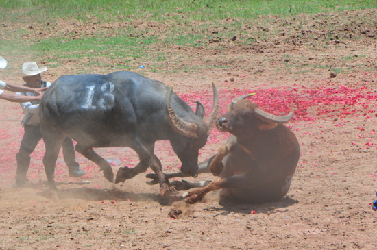 云南石林火把節(jié)上演“牛王爭(zhēng)霸賽”