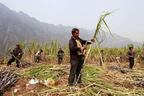 云南巧家農(nóng)民搶收甘蔗忙