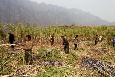 云南巧家農(nóng)民搶收甘蔗忙