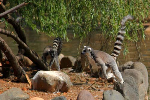 昆明市民兩月后可見(jiàn)真正狐猴島