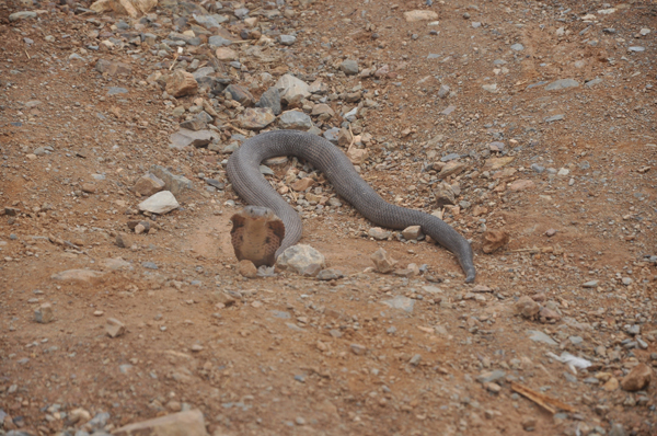 昆明東川首次驚現(xiàn)孟加拉眼鏡蛇 森林公安民警捉回派專人看護(hù)