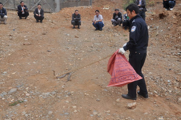 昆明東川首次驚現(xiàn)孟加拉眼鏡蛇 森林公安民警捉回派專人看護(hù)