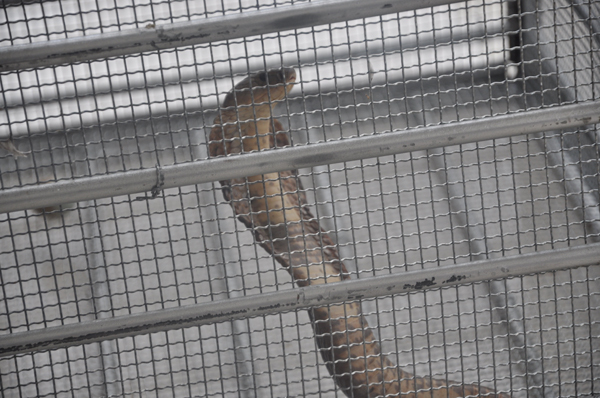 昆明東川首次驚現(xiàn)孟加拉眼鏡蛇 森林公安民警捉回派專人看護(hù)