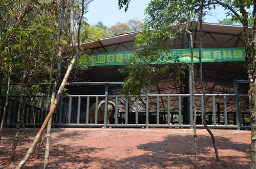 兩頭犀牛首次散放