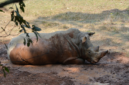 兩頭犀牛首次散放