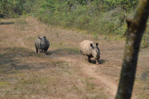 兩頭犀牛首次散放