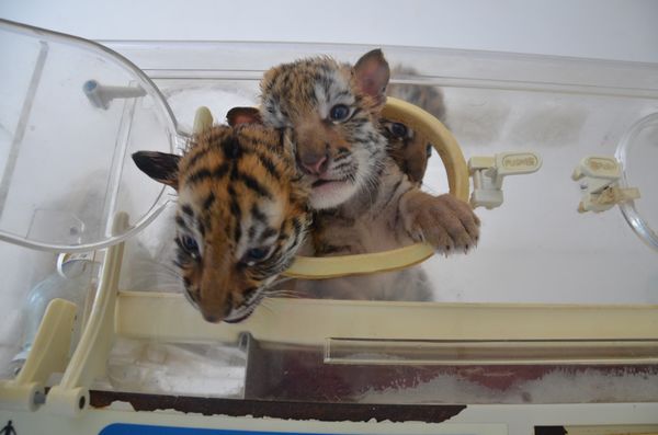 誰(shuí)去參加五一巡游 誰(shuí)去和小朋友一起過(guò)五一 市民來(lái)選！