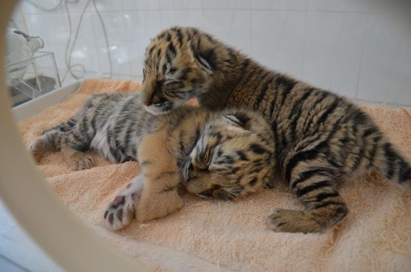 誰(shuí)去參加五一巡游 誰(shuí)去和小朋友一起過(guò)五一 市民來(lái)選！