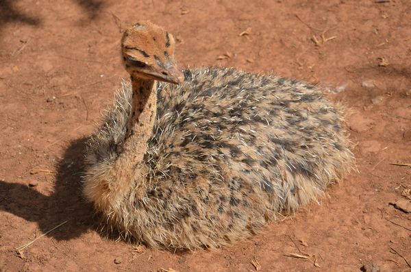 誰去參加五一巡游 誰去和小朋友一起過五一 市民來選！