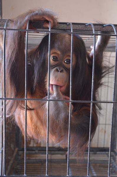巡游小動(dòng)物決定啦 市民可以在動(dòng)物園跟它們零距離