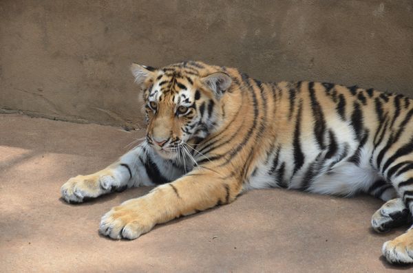 巡游小動(dòng)物決定啦 市民可以在動(dòng)物園跟它們零距離