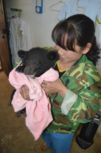 云南野生動(dòng)物園首次繁殖黑熊 熊媽卻棄兒而去