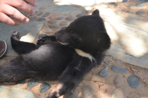 新生動(dòng)物寶寶請(qǐng)大家來(lái)取名