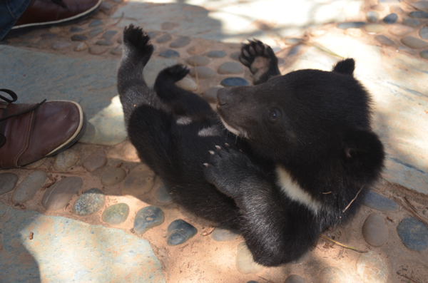 新生動(dòng)物寶寶請(qǐng)大家來(lái)取名