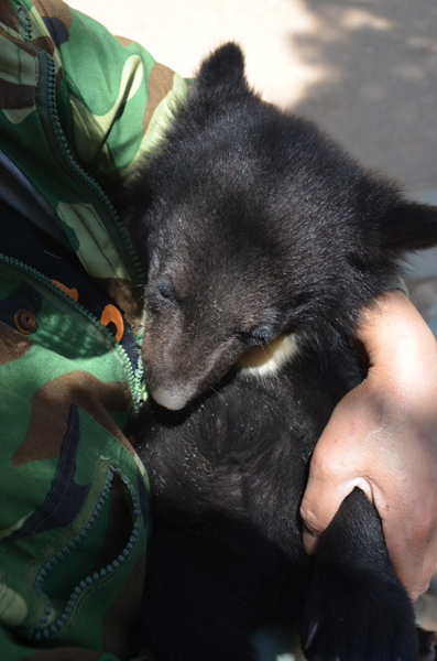 新生動(dòng)物寶寶請(qǐng)大家來(lái)取名