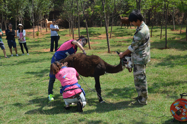 云南第一頭“桃心羊駝”和小朋友喜迎六一