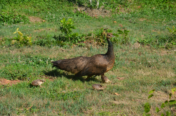 孔雀媽媽護寶寶 勇斗孔雀王 逃離流浪貓