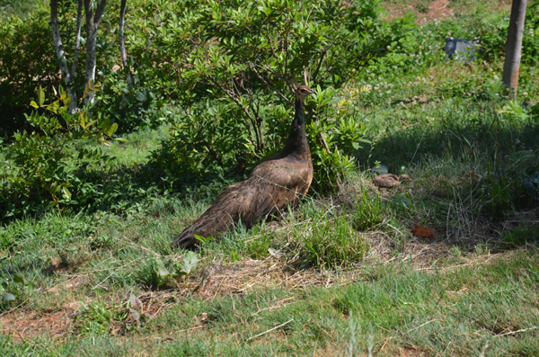 孔雀媽媽護寶寶 勇斗孔雀王 逃離流浪貓