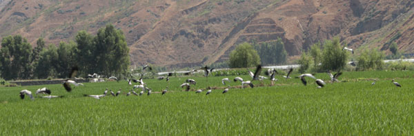 200余只鉗嘴鸛東川度夏 填補《中國鳥類野外手冊》空白