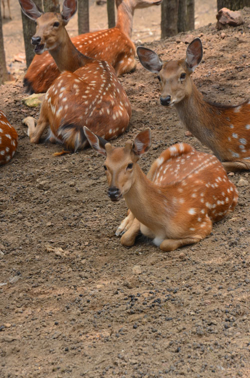 為當鹿王 雌鹿長角