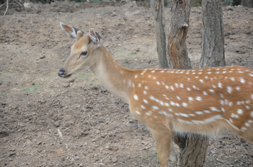專家解釋：雌鹿長角屬正?，F(xiàn)象