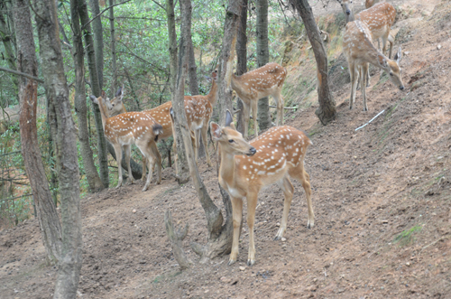 專家解釋：雌鹿長角屬正?，F(xiàn)象