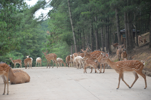 專家解釋：雌鹿長角屬正?，F(xiàn)象