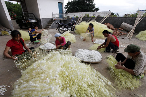 云南巧家夏蠶豐收