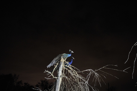 全國首個探秘型山地夜間動物園開放