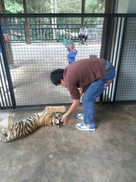 首批志愿者告別老虎王國(guó)