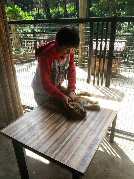 首批志愿者告別老虎王國(guó)