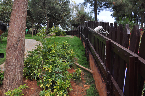 云南野生動(dòng)物園浣熊“點(diǎn)點(diǎn)”疑是離家出走