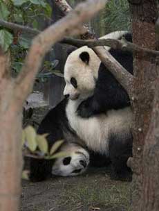 Giant pandas Gao Gao, right, and Bai Yun frolick, Saturday, April 9, 2005, at the San Diego Zoo in San Diego, Calif. For the second time in the zoo's history, the adult pandas have naturally mated. Researchers are optimistic about the possible conception and will monitor Bai Yun's behavior over the next several months, however pregnancy will not be determined until just days before she gives birth. In 2003, Gao Gao was matched with Bai Yun, resulting in the birth of a male giant panda cub, Mei Sheng, in August 2003. (AP