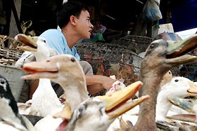 A Vietnamese poultry seller displays ducks for sale at a wholesale poultry market in Hanoi, Vietnam, August 9, 2005.