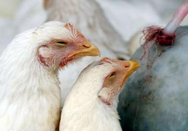 Chickens stand near a water dispenser at a farm near Hanoi, Vietnam November 17, 2005.