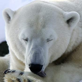 A polar bear cleans his paw while lying in the snow in its enclosure at Berlin's zoo December 30, 2005. Weather experts predict cold weather for central Germany for the next couple of days.
