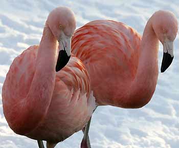 Two flamingos are pictured in the snow in their enclosure at Berlin's zoo December 30, 2005. Weather experts predict cold weather for central Germany for the next couple of days.