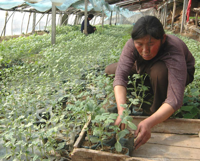 The central government yesterday released its first major document on the building of a new socialist countryside the primary task in the 11th Five-Year Plan period (2006-10).