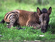Striped Surprise--British Shetland Pony Gives Birth to Zebra