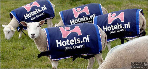 活體綿羊廣告創(chuàng)意獨特 荷蘭公司效益大增