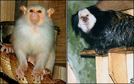 英動(dòng)物園5只珍稀猴子深夜被偷 每只價(jià)值3000英鎊